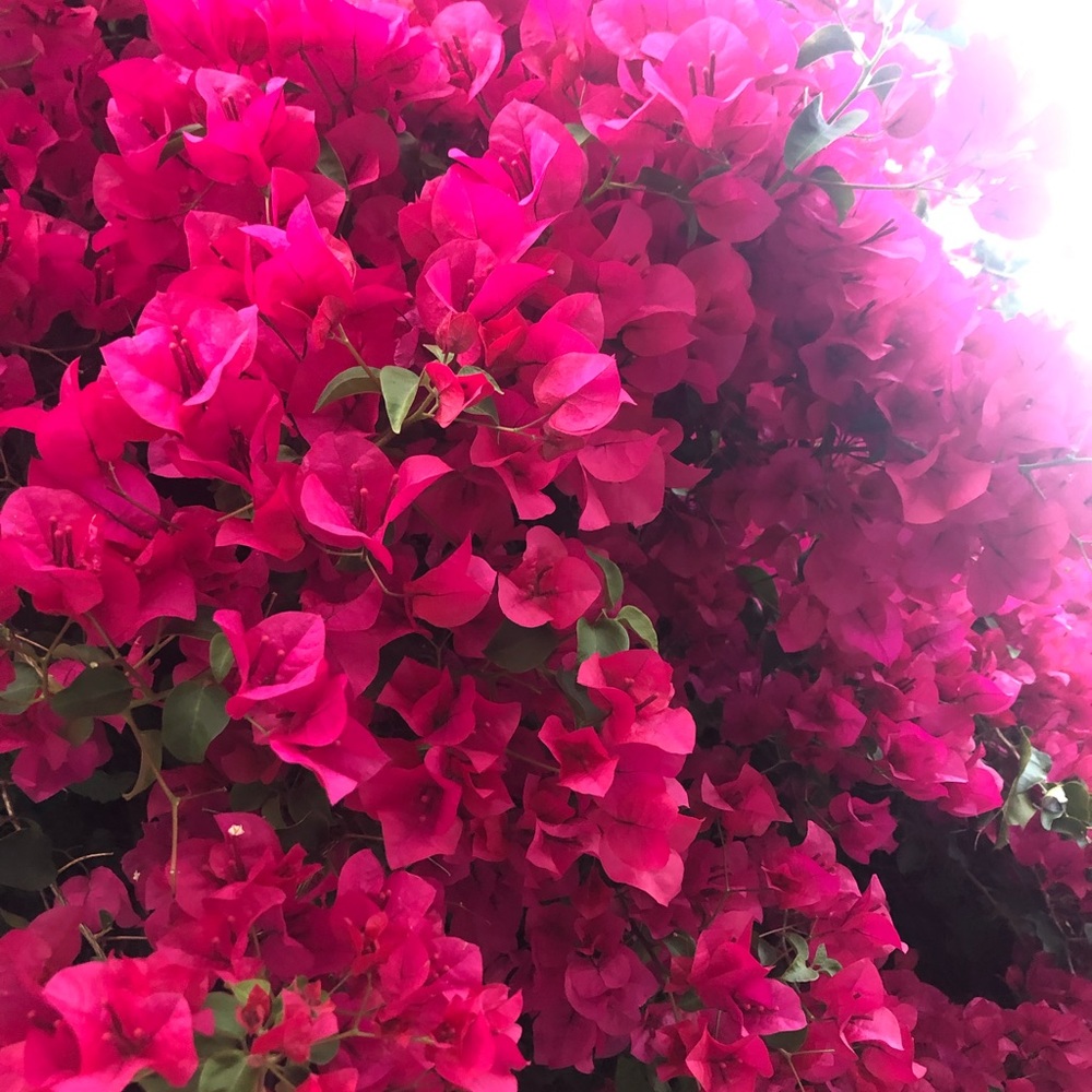 Meet your Posher, Lindsey